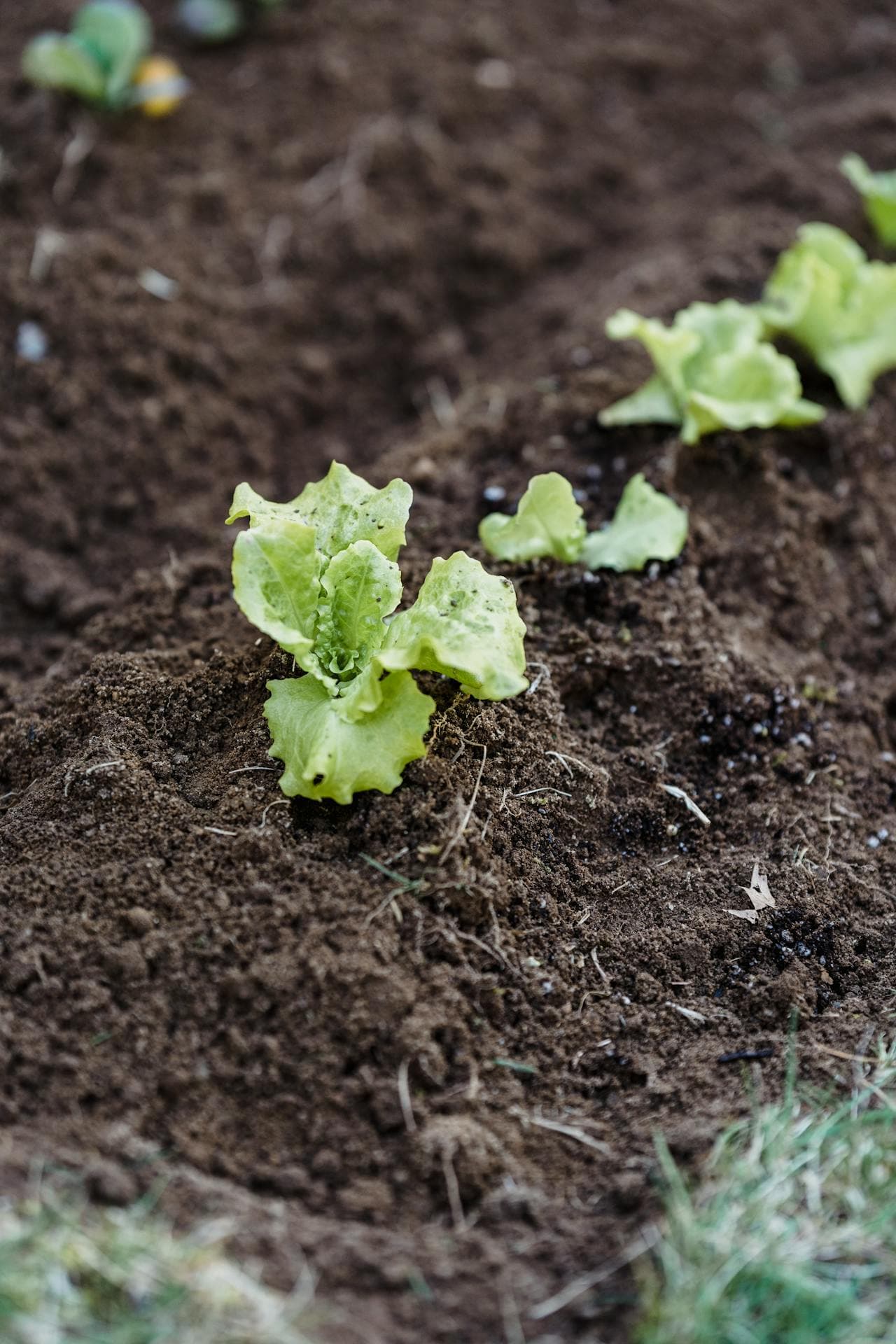 Community Garden